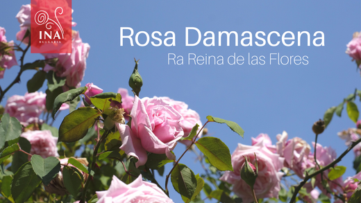  InaEssentials-Bio-Bulgarian-Rose