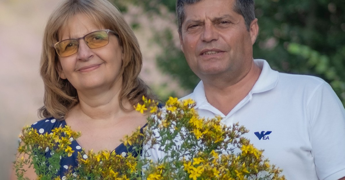 Hierba de San Juan Hypericum perforatum recolectada por la familia Ralchevi