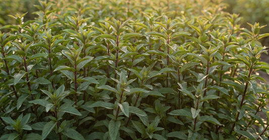 Menta Mentha piperita y Agua de Menta Orgánica Hydrolina
